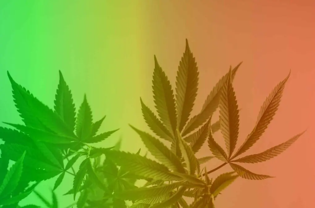 Cannabis: how it affects our cognition and psychology – new research