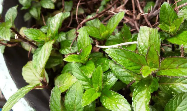 Plants overcome stress thanks to the Earth’s magnetic field