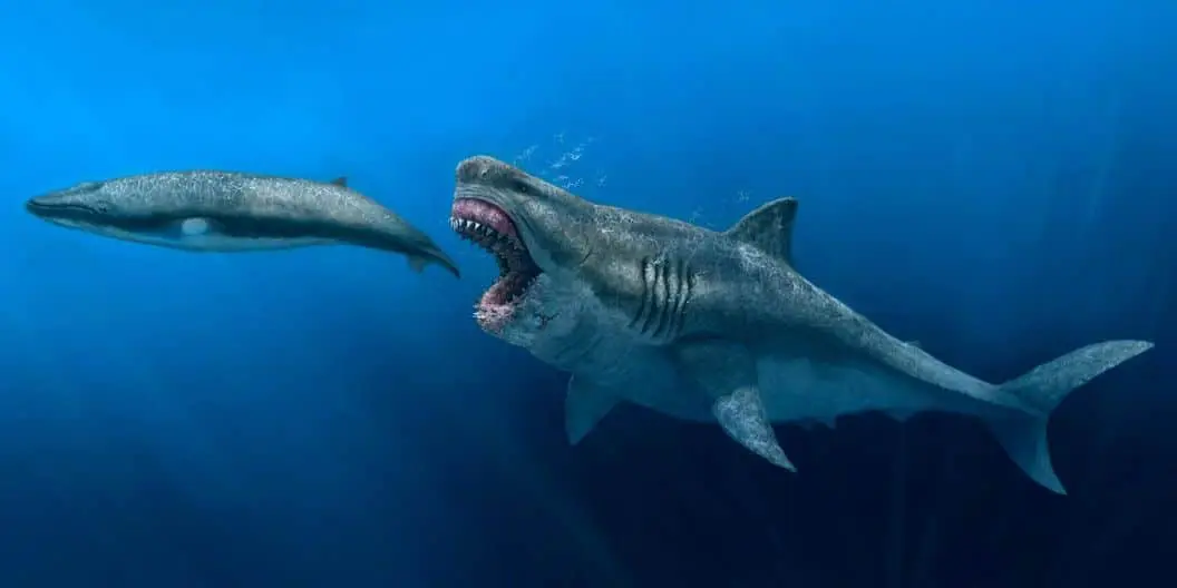 Megadolon Reconstructed Crop