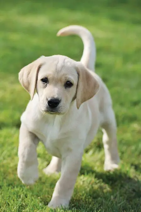 Scientists read the “language” of the dog’s tail