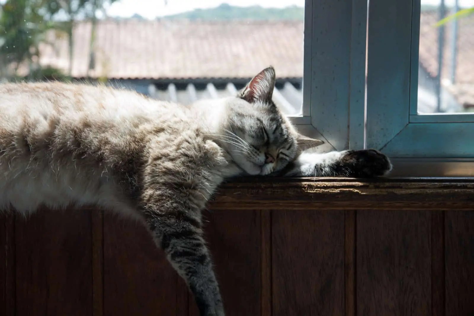 10 things that make cats really happy