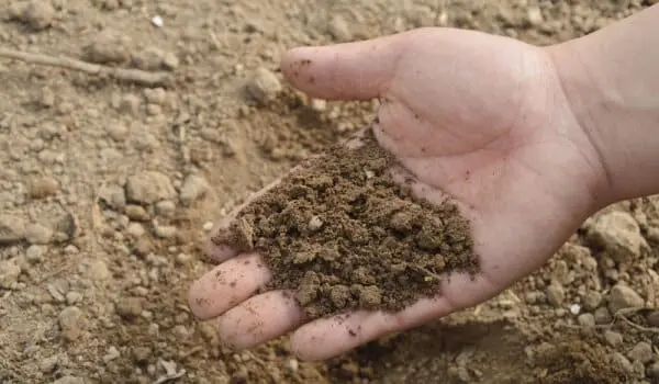 Which flowers like acidic soil?