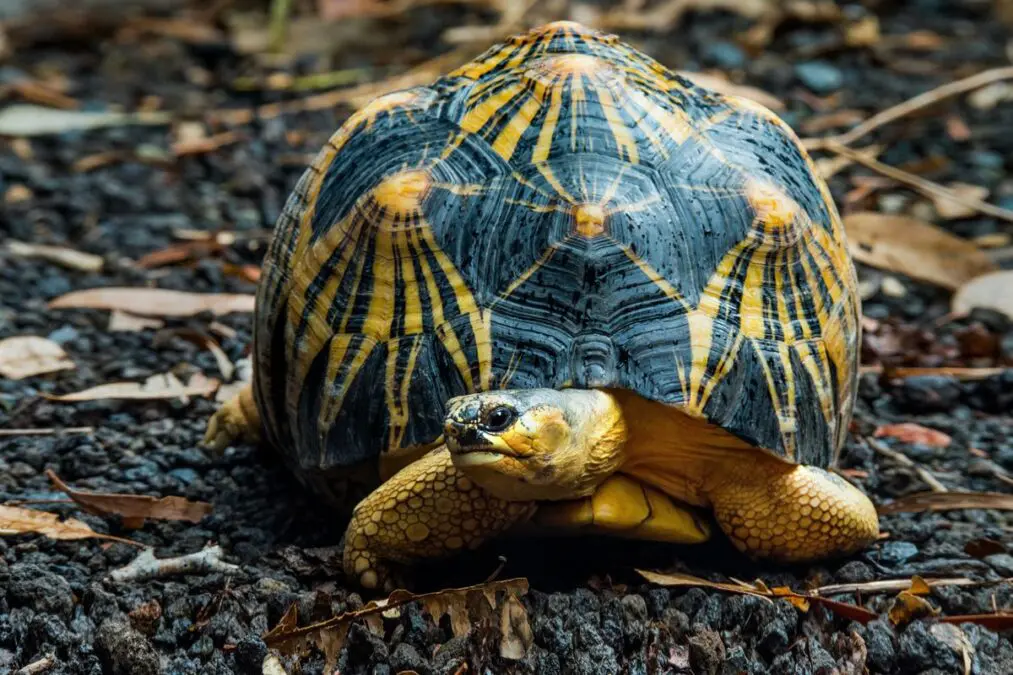 UNODC port security training brings results with interception of 36 radiated tortoises in Madagascar 