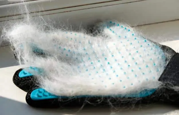 Is cat fur dangerous to humans?