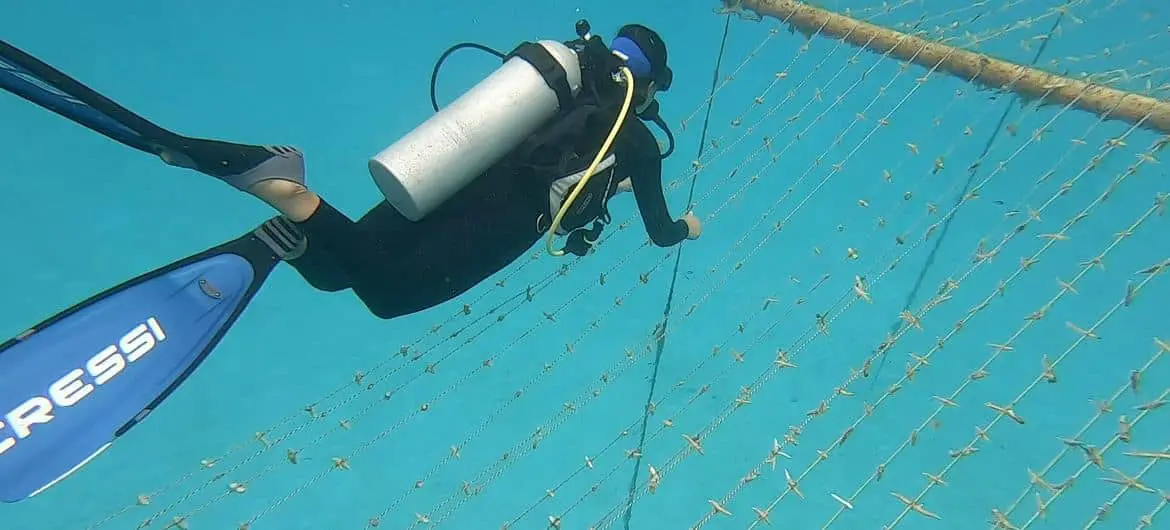 A rope-type coral nursery growing the species Acropora in San Andres, Colombia. A rope-type coral nursery growing the species Acropora in San Andres, Colombia.
