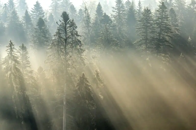 Keeping Europe’s forests healthy will require long-term sustainable practices, action on climate change