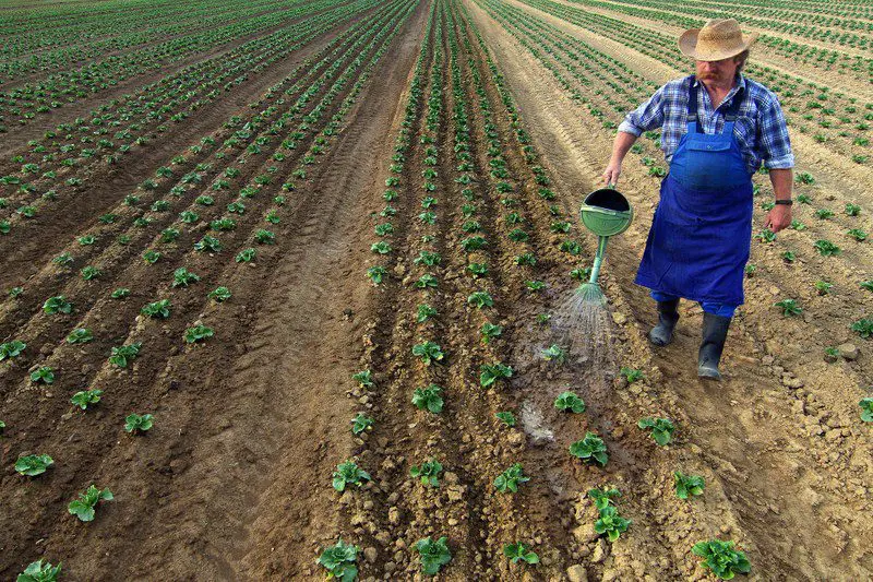 Transforming Europe’s food system requires coordinated action across diverse areas of EU policy