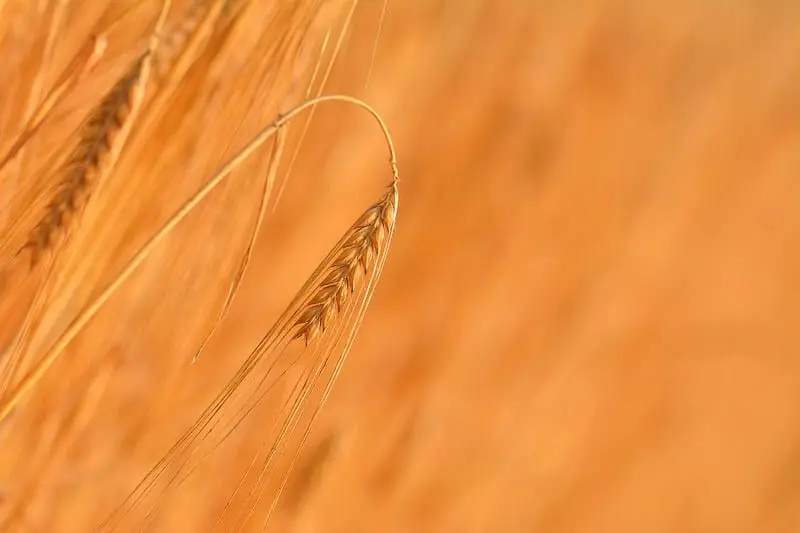 More action needed in the EU to reduce the impacts of chemical pesticides