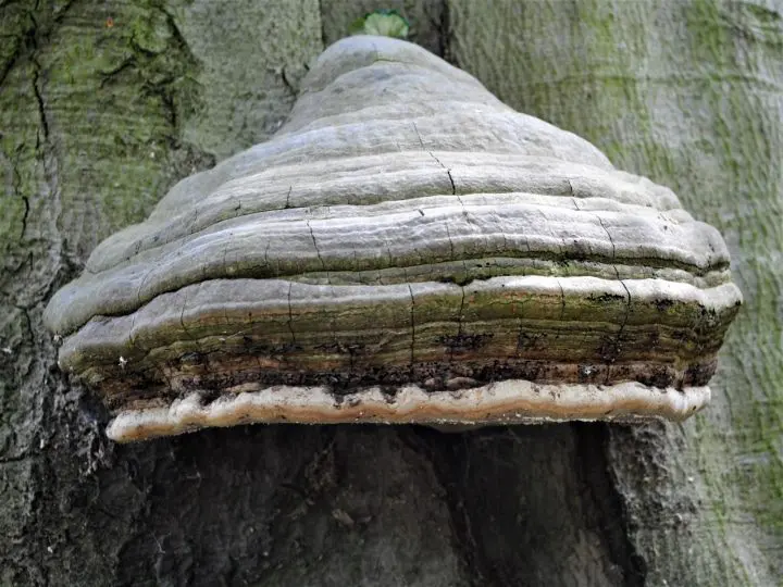 Super-intelligent mushroom that can replace plastic