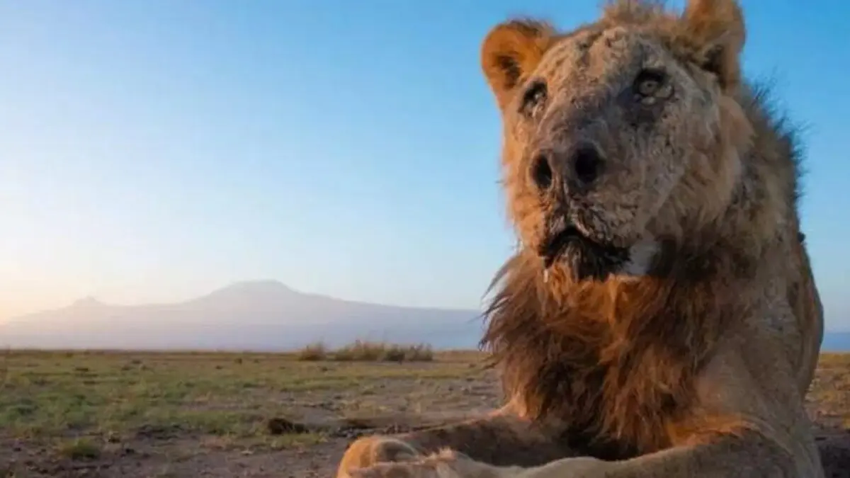One of the world’s oldest lions has been killed near a national park in Kenya