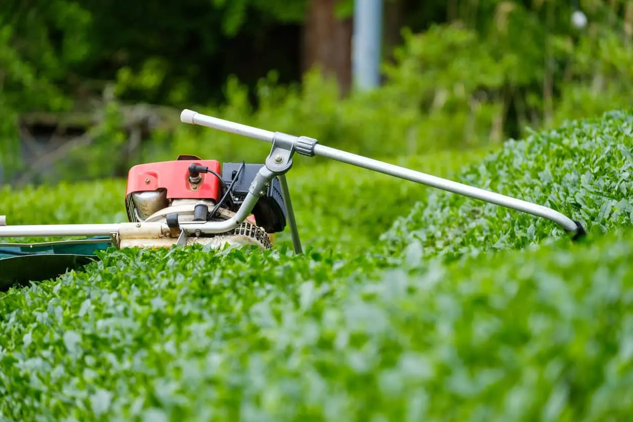 Tea pickers in Kenya are destroying the robots that are replacing them in the fields