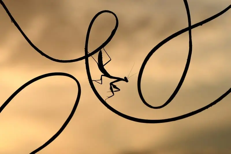 How to use circular economy to enhance biodiversity?