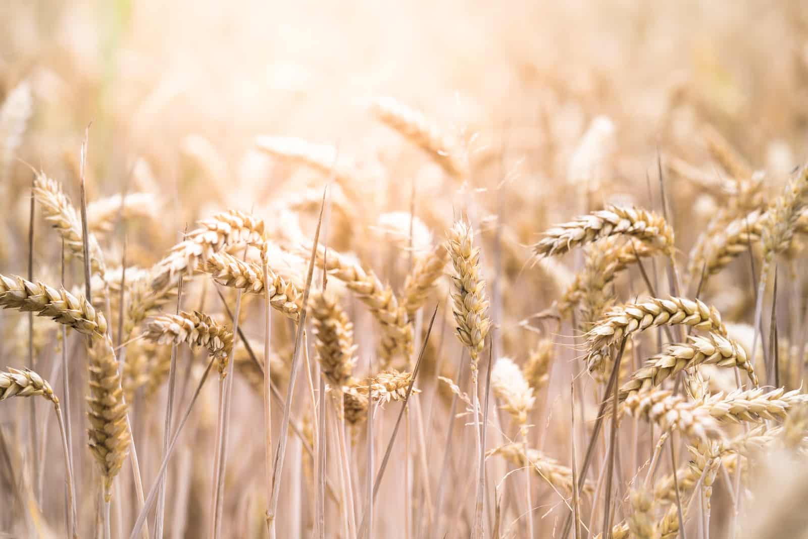 Wheat Protein Market worth $ 4,788.49 Million by 2028 – Exclusive Research by The Insight Partners