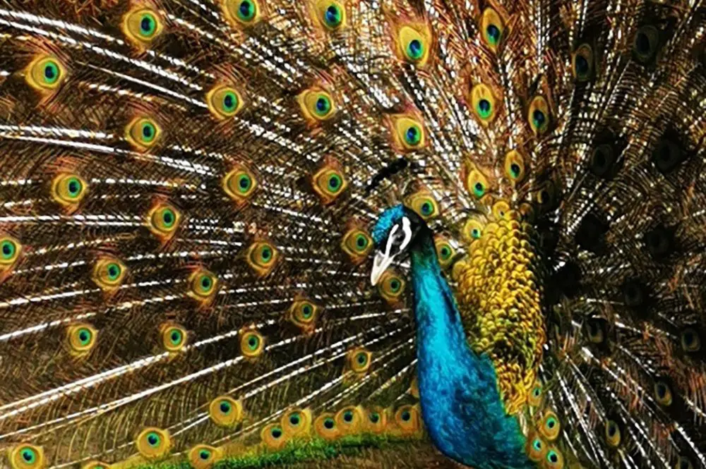 What goes on in the head of a mythomaniac