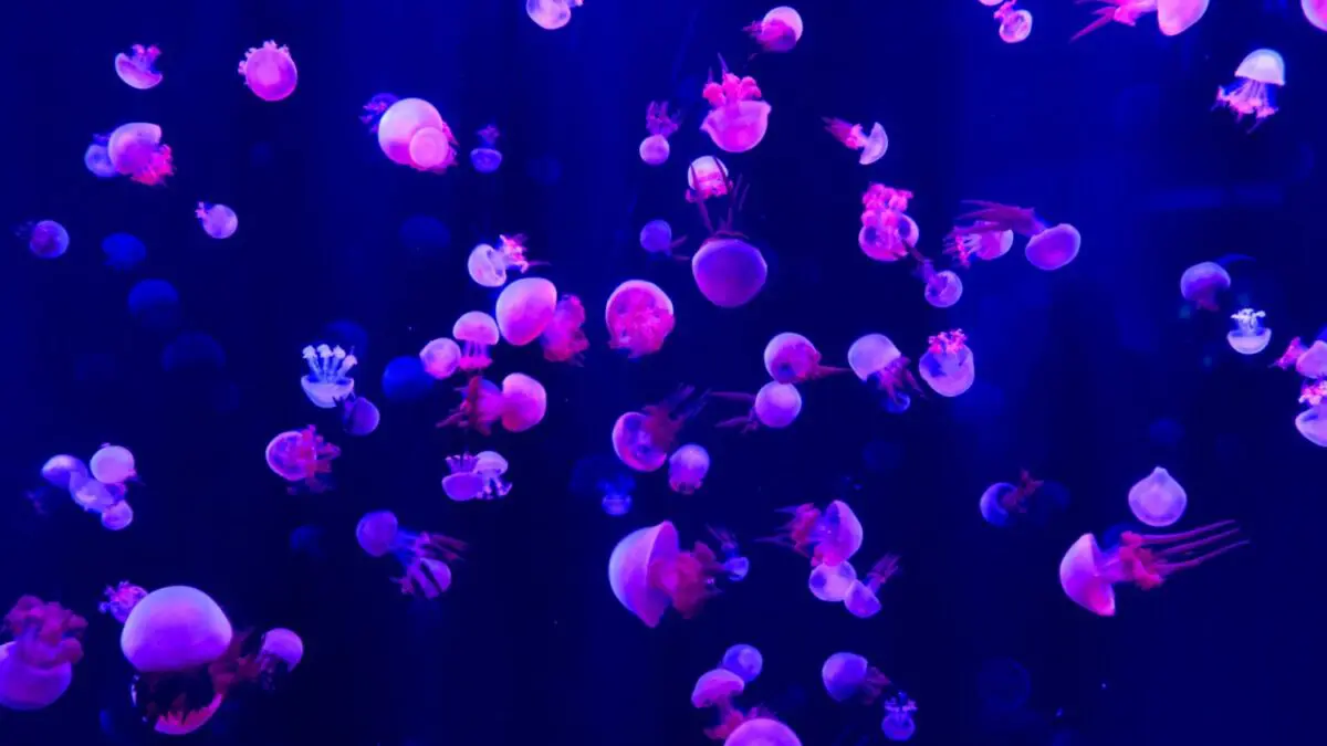 An unprecedented invasion of jellyfish in the Black Sea