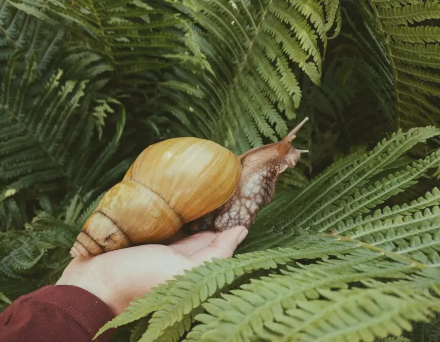 Large snails can be dangerous as pets