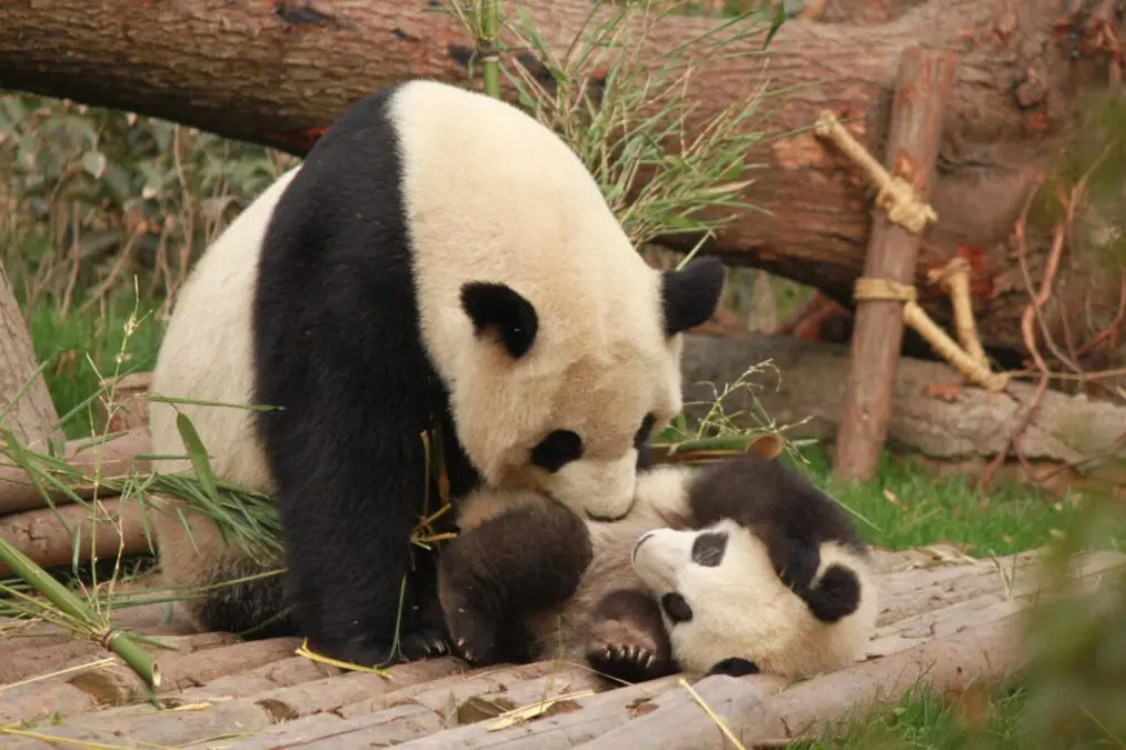 China is bringing home all the panda – friendship ambassadors from the US