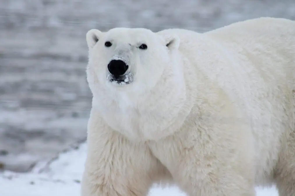Scientists have developed a yarn inspired by polar bear fur