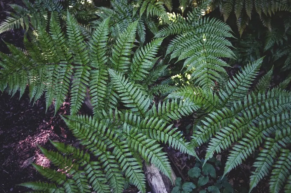 Leuven, an ideal destination for a romantic getaway: places not to be missed for lovers.