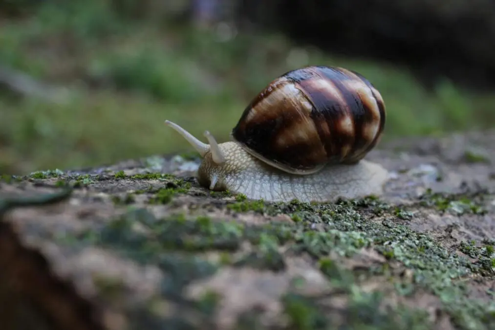 Snail Slime: A Skin Care Phenomenon