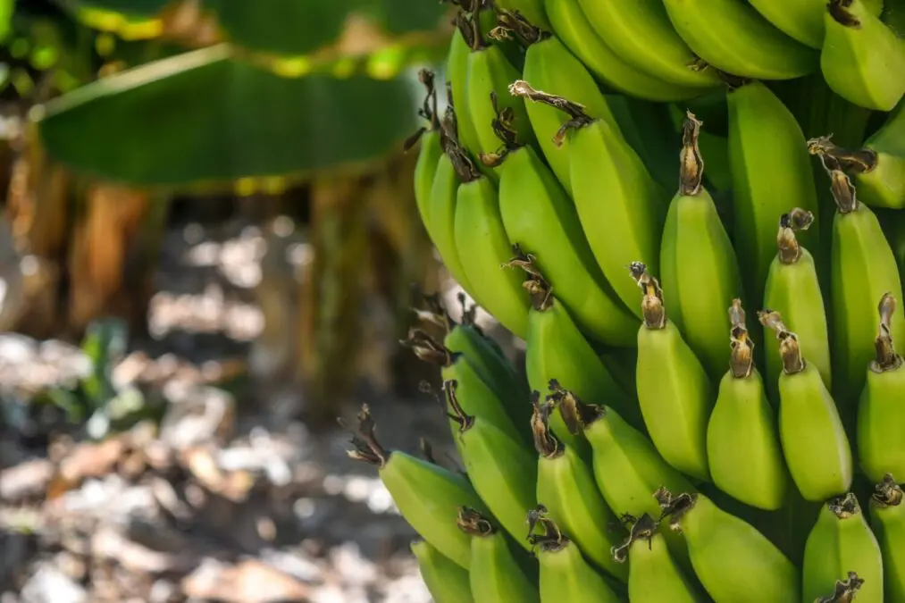 Russia refuses to import bananas from Ecuador because of an arms deal with the US