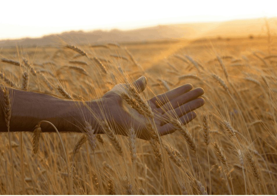 New plant breeding techniques to boost resilience of food system