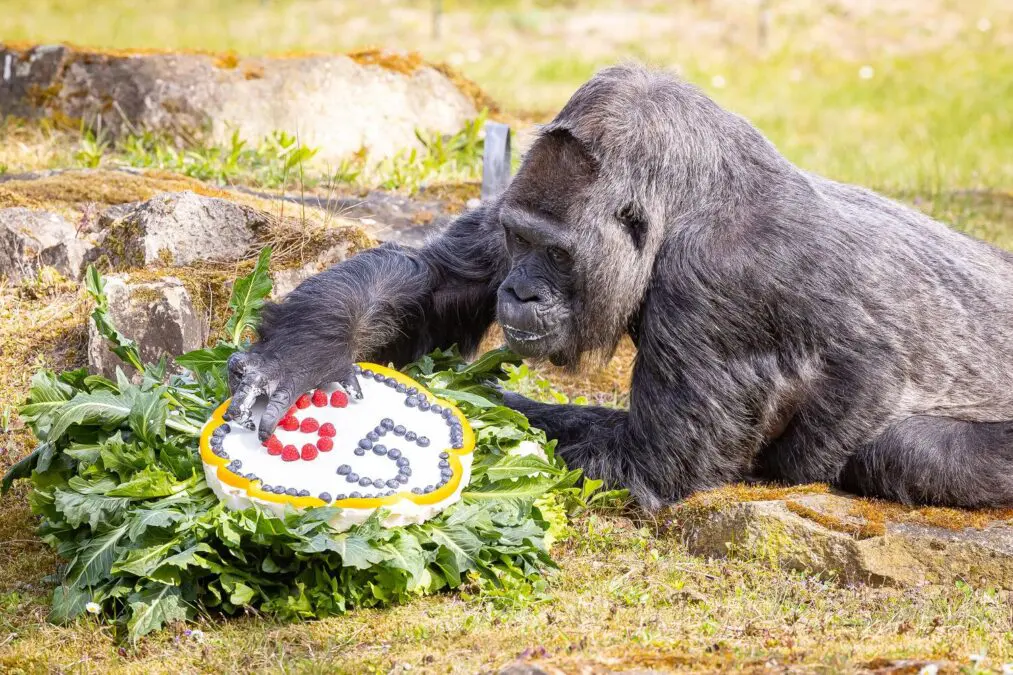 The oldest gorilla in the world turned 67 years old