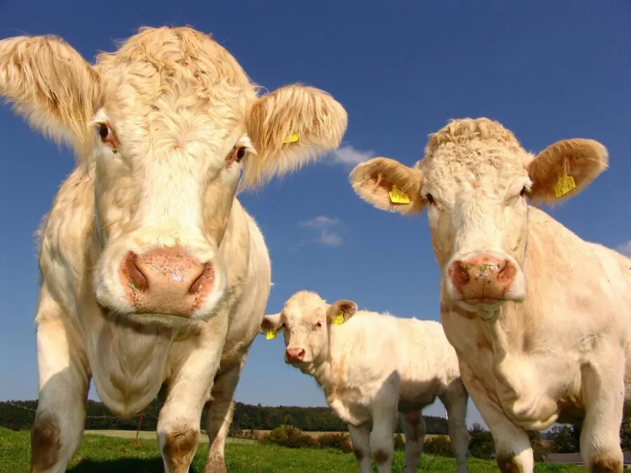 Denmark introduces €100 per cow ‘carbon emissions’ tax