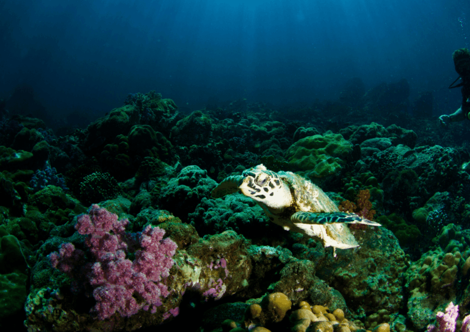 World Oceans Day event highlights immediate protection measures needed