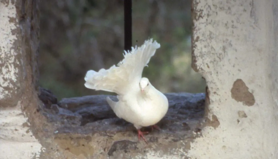 Peace in the Bible: a gift from on high