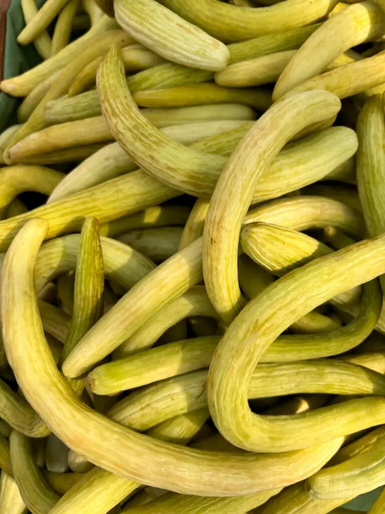 Why cucumbers grow crooked