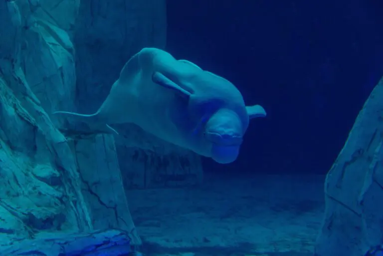 The beluga Hvaldimir acquitted