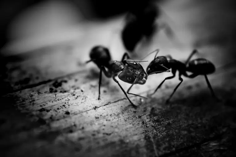 Ants Remember Their Enemies and Hold a Grudge
