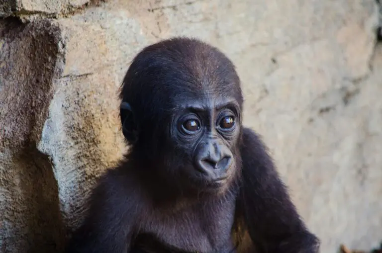 Baby gorilla found at airport recovers, even gains weight in Istanbul