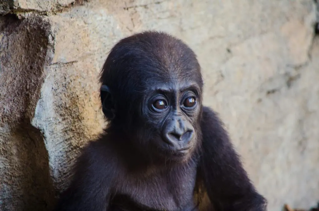Baby gorilla found at airport recovers, even gains weight in Istanbul