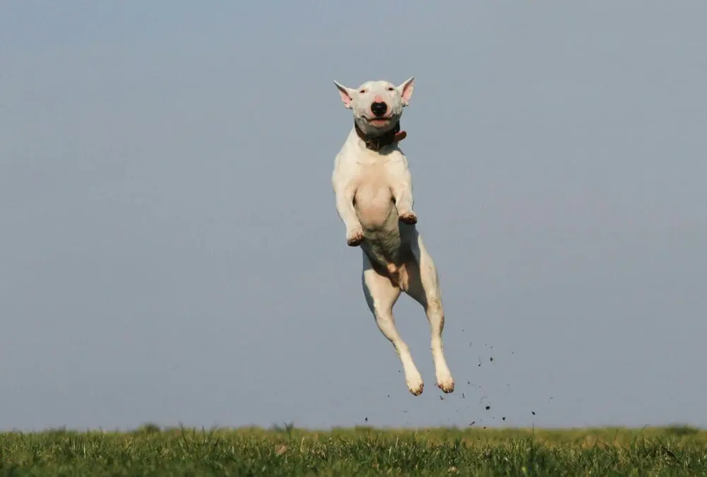 Why Do Dogs Jump When They’re Excited