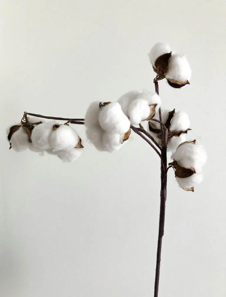 Scientists develop technology for producing paper from cotton stalks