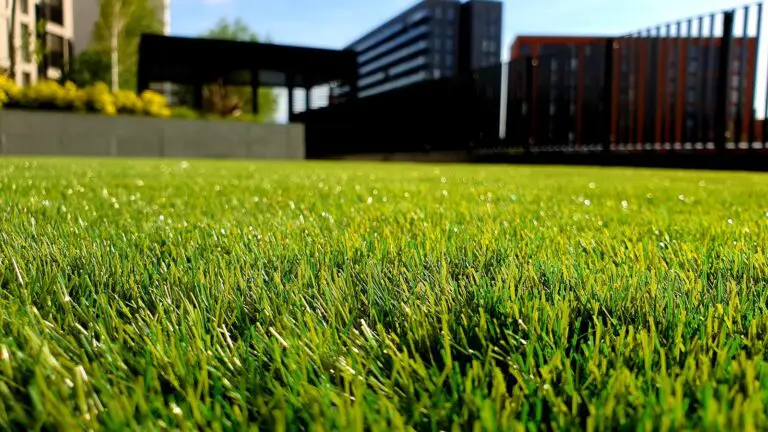 Choosing the Right Grass for Your Lawn