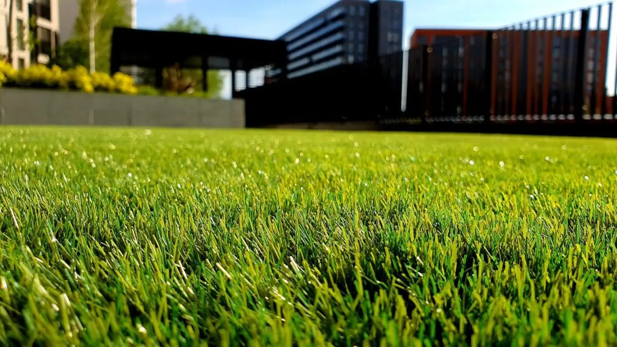Choosing the Right Grass for Your Lawn