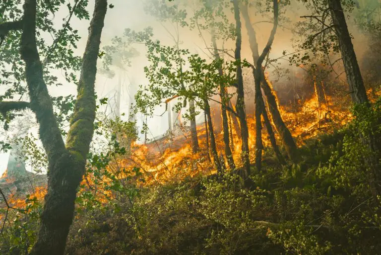 Getting ready to support wildfire-hit countries during the summer