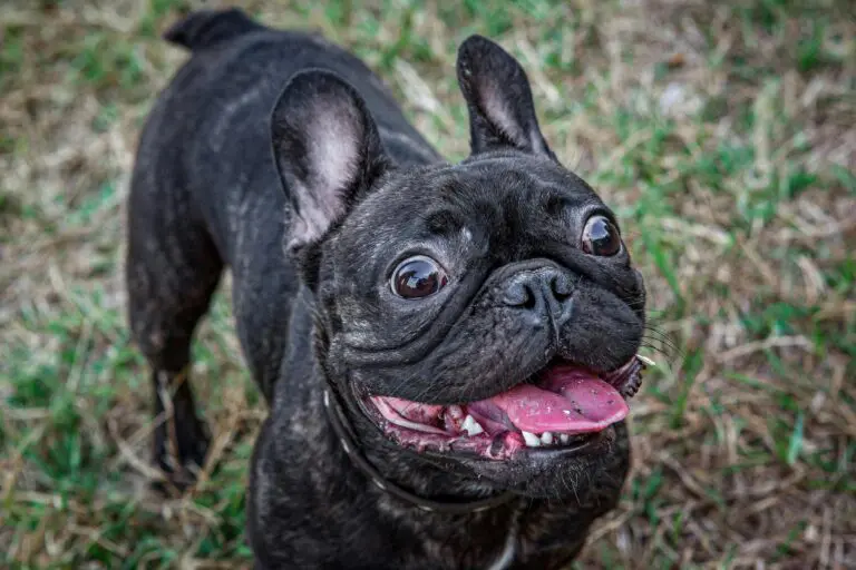 5 Interesting Facts About Your Dog’s Teeth