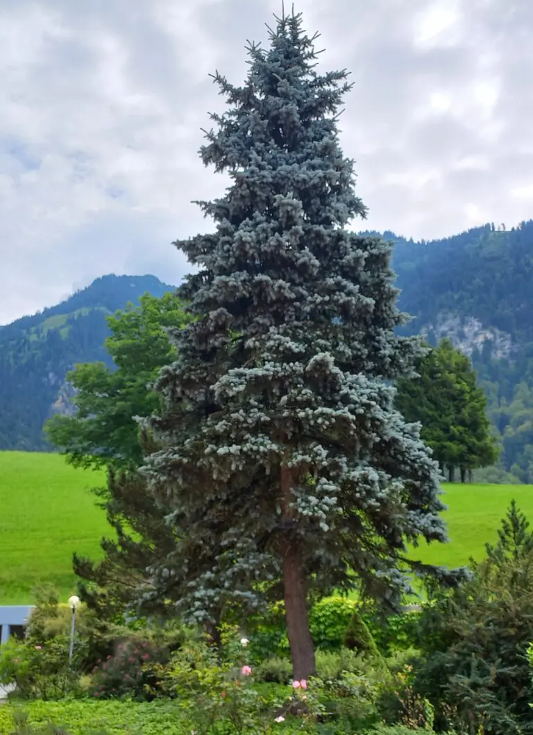 The theology of ecology according to the Orthodox Church and Patriarch Bartholomew