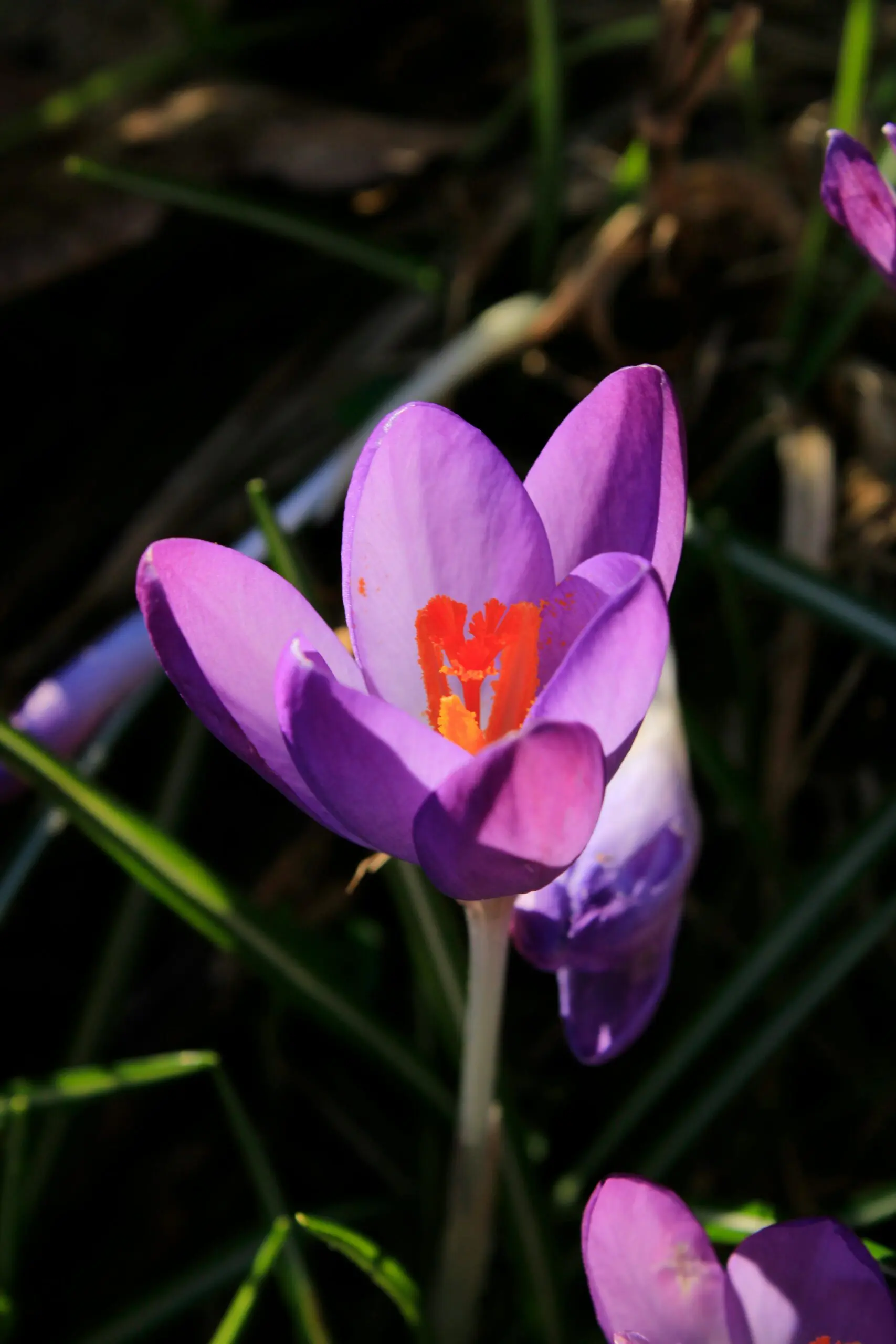 Bulgaria enters the top 3 in saffron production in the world