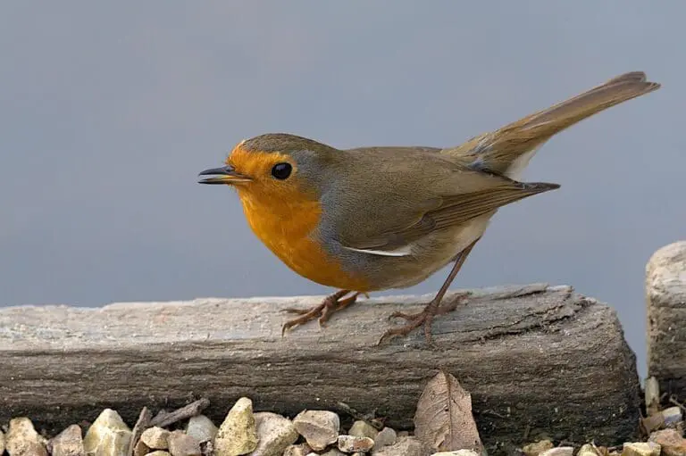 Can AI create a fairer future for people with disabilities?