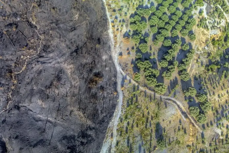 Europe’s land carbon sink declines, but its potential stays high | Press releases