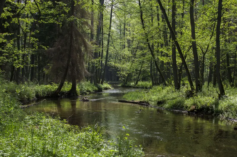 How to make European forests resilient to wildfires by working with nature | Press releases
