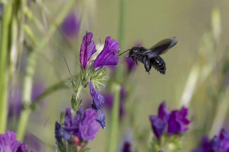Reversing pollinator decline: why Europe must act now | Press releases