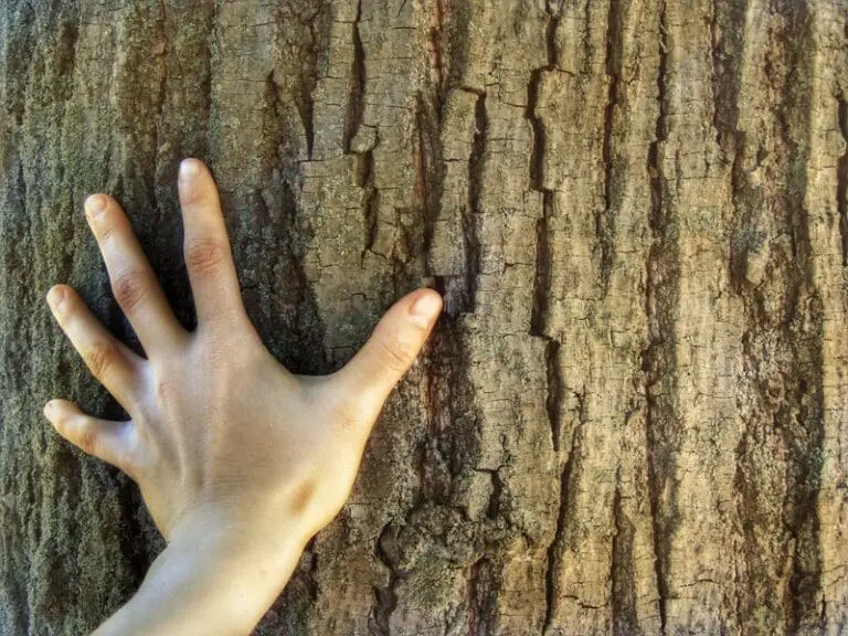 More bio-based innovation can help reduce environmental impacts, boost Europe’s bioeconomy and sustainability | Press releases