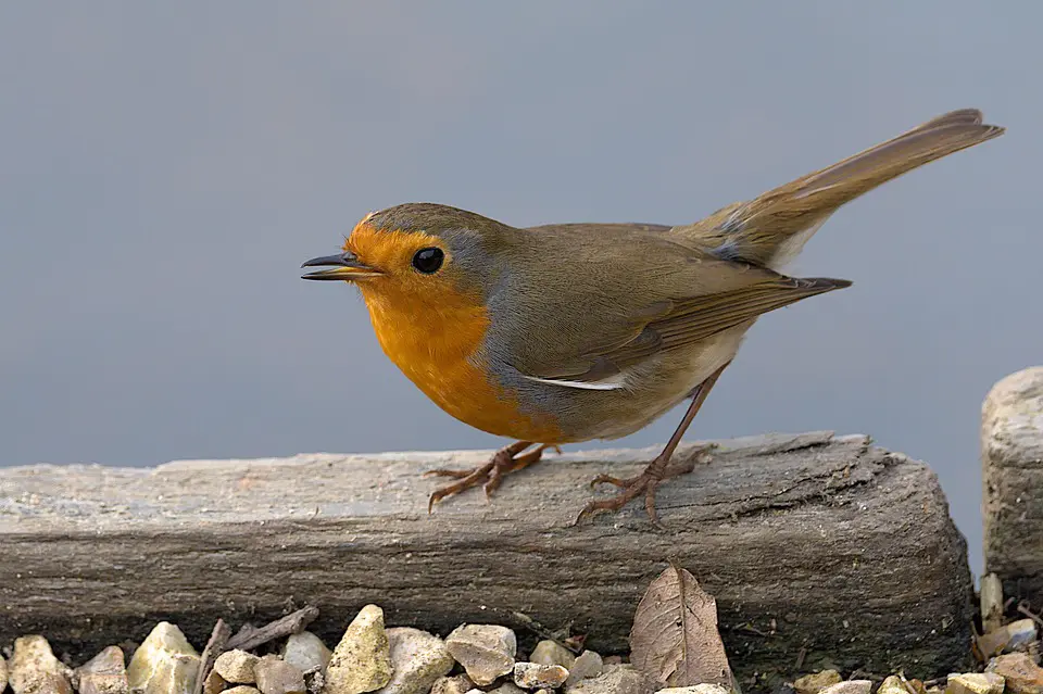 Ethiopia: UN supports response to potentially deadly virus outbreak