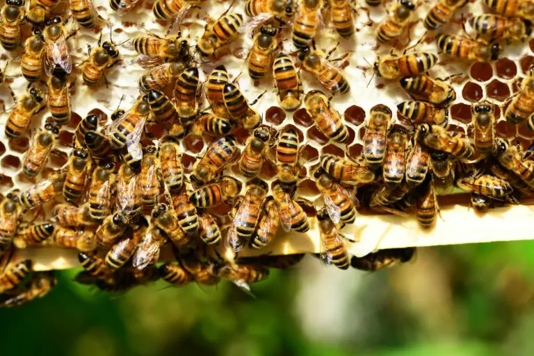 “Palace coups” and bees
